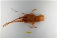 藏品(日本龍蝦)的圖片